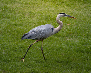 grey heron in the grass