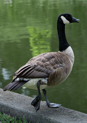 country goose on the water