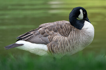 country goose on the lake