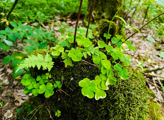 Photo of a fairy mossy stump. Fantasy forest atmosphere: clover leaves, small cute fern, green moss on an old felled tree. Cute outdoor background with wild botany.