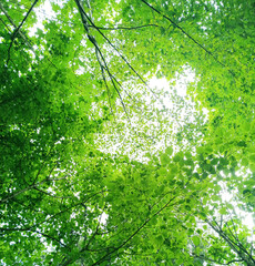 Bottom view of the sky and trees. A green forest, tree branches with leaves rise up, small pieces of a light sky are visible through the foliage. Outdoor background with fresh leaves, trees, branches.