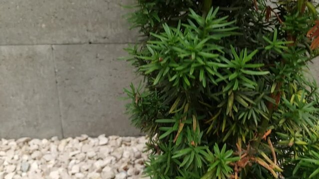 Tall green cypress shrub growing in garden