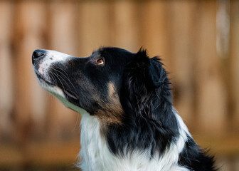 border collie dog