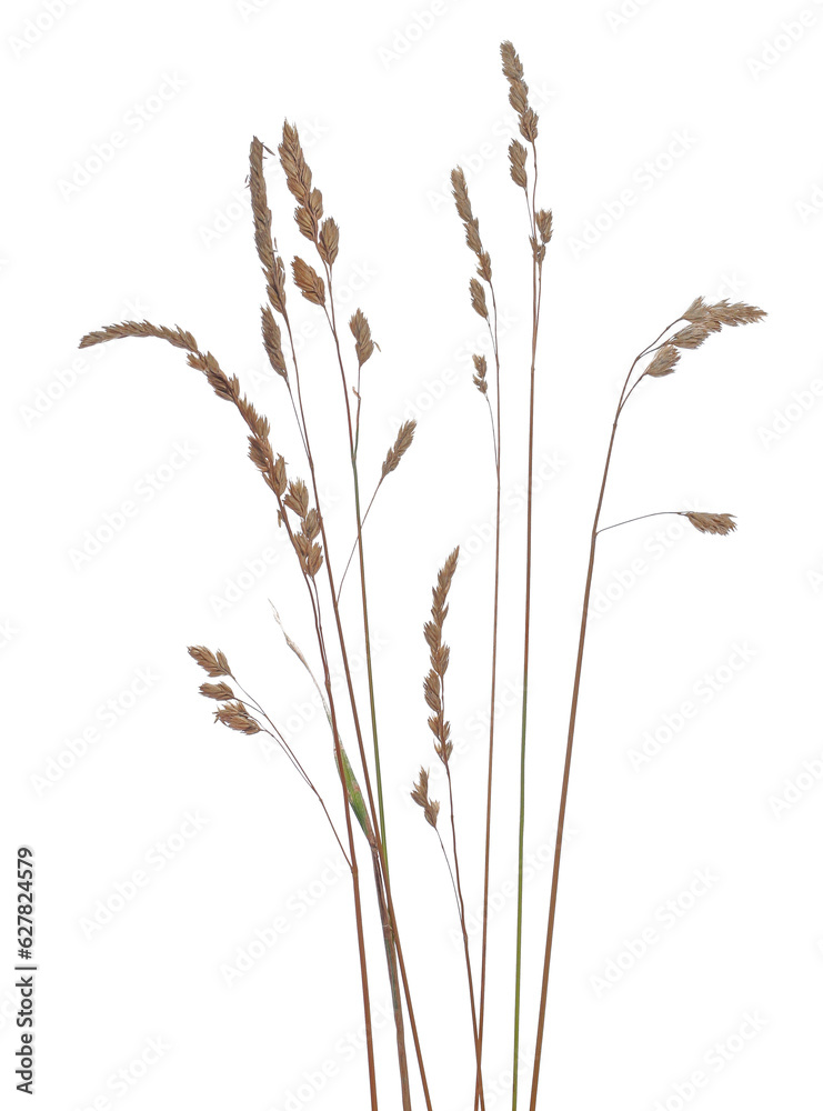 Wall mural dry, yellow grass isolated on white background and texture, clipping path