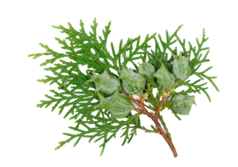 Fir tree twig with leaves and small pine green cones isolated on white, top view