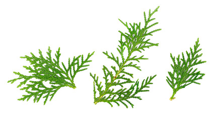 Pine twigs, green leaves isolated on white, top view