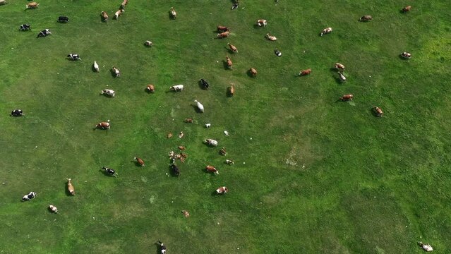 Aerial shot of dairy farm cattle cow herd grazing in lush green meadow, drone pov high angle view