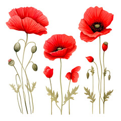 collection of beautiful red poppy flowers and twigs, isolated, flat lay, ai generated