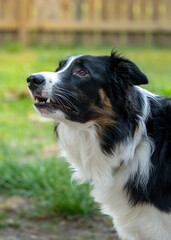 border collie dog