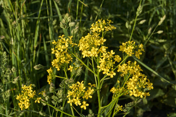 Barbarea (lat. Barbarea) blooms on a meadow. Summer.