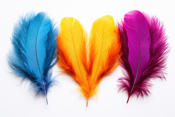 farbige Federn angeordnet