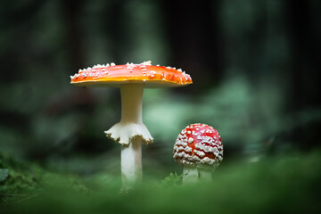 Fly agaric (Amanita muscari) red-headed hallucinogenic toxic mushrooms in dark forest close up