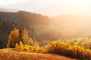 Amazing scene on autumn mountains. Yellow birchs in fantastic morning sunlight. Carpathians, Europe. Landscape photography - obrazy, fototapety, plakaty