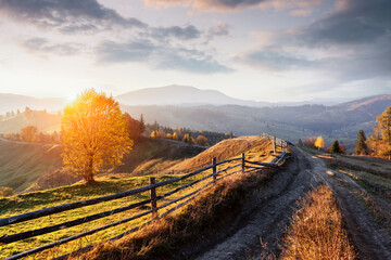 Amazing rural scene on autumn mountains. Yellow and orange trees in fantastic evening sunlight....