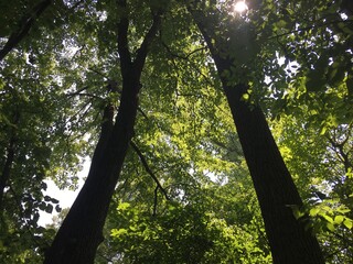 sun rays through trees