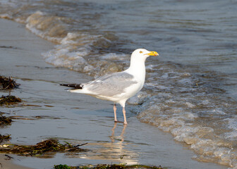 seagull on the beach
