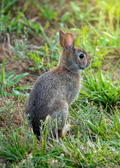 rabbit in woods 