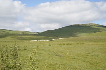 sheeps in plateau and mountain view