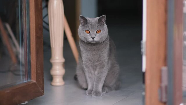 A beautiful gray British cat peeks out from behind the doors to the veranda, 4k video.