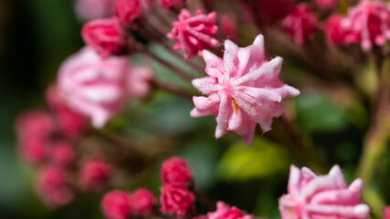 Mountain Laurel Buds About to Bloom in the Appalachian Spring