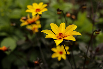 Flowers with yellow petals