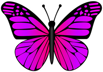 Butterfly Transparent Background