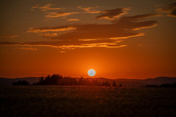 Fototapeta na wymiar Summer color grain field in sunset evening near Roprachtice village
