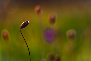 Color dark hot meadow with sunset color view of summer sun