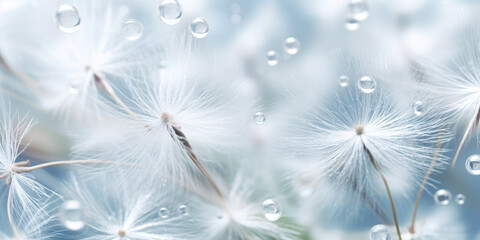 Macro dandelion seed background