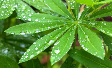 wet lupine leaf