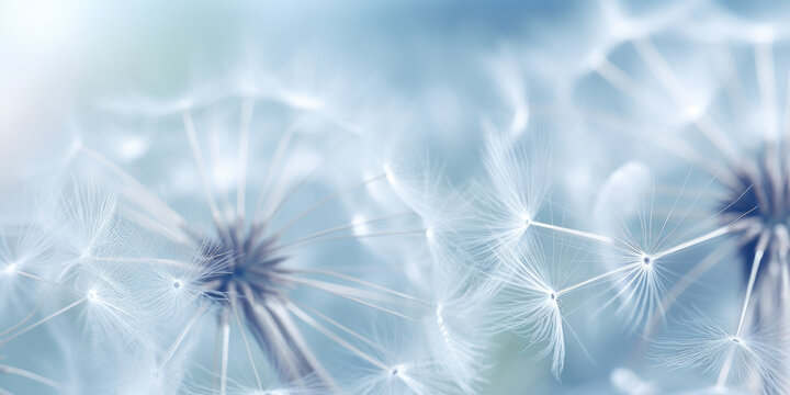 Macro dandelion seed background © Jasmina