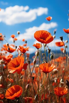 Poppy Flower Photos Images – Browse 13,701 Stock Photos, Vectors, and ...