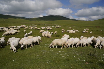 Obraz premium sheeps in plateau and mountain view