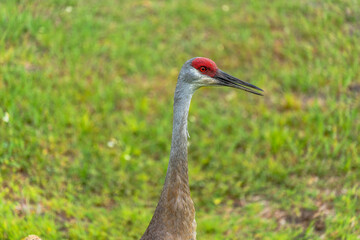 Sandhill Crane
