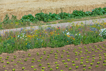 road in the field with sapplings and flowering strips