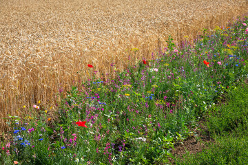 grain field with flowering stips