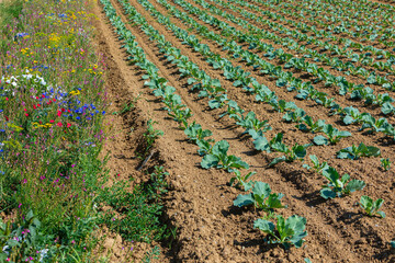 modern farming with flowering strips