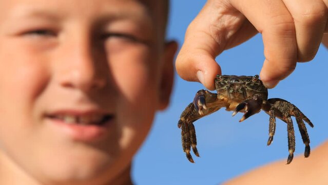 Black Sea crab. Arthropods in the hands of a child moves its whiskers and claws.