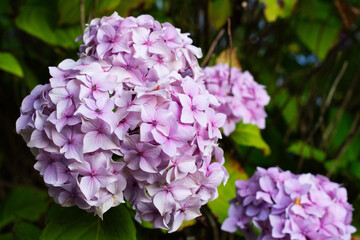 Pink hydrangea flower blooming in Wexford Ireland garden