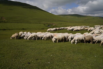 Obraz premium sheeps in plateau and mountain view