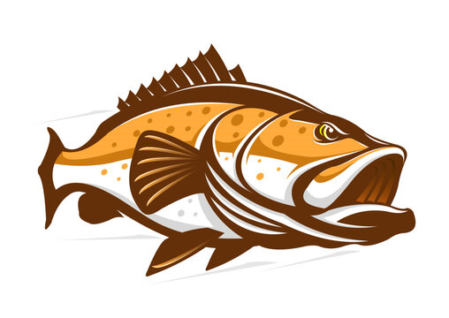 Grouper Fish Illustration. Unique, fun and fresh Grouper fish moving in the water. great to use as your Grouper fishing activity. 