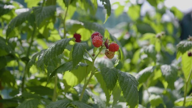 Himbeeren im Garten w&auml;hrend der Sommerzeit