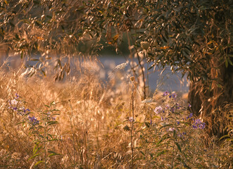 high grass next to olive tree