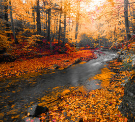 awesome autumn landscape, wonderful morning in the forest	