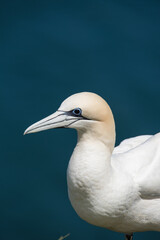 Portrait of the adult northern gannet, and sea on the background. 