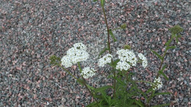 Common yarrow flower. Achillea millefolium. Used as traditional medicine.