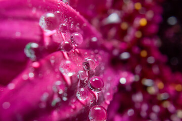 Summerflower in the backyard