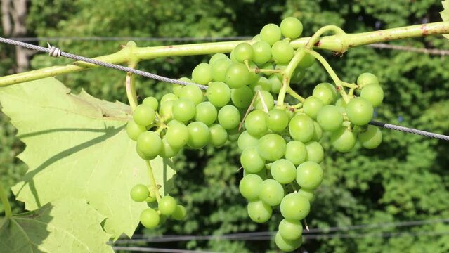 Green grapes growing in the sun. For producing red wine.