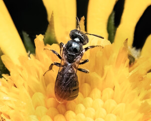 A tiny metallic green Small Carpenter Bee (Ceratina sp) pollinating a calendula flower. Long Island, New York, USA