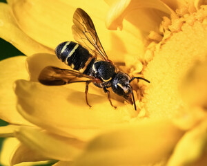 Close up of a black and yellow Stelis Cuckoo Bee feeding on calendula flower. Long Island, New York, USA
